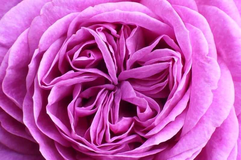 Rose in sunlight