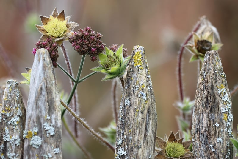 Healthy Plants