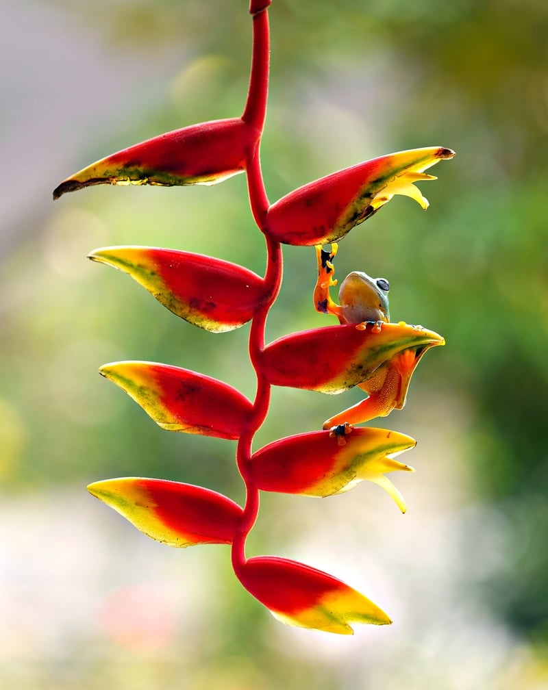 Hanging Gardens
