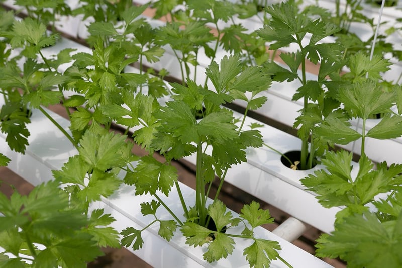 Vertical Hydroponic System
